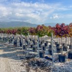  Ambrovník styraxový (Liquidambar styraciflua) ´GUMBALL´ - výška 140-160 cm, obvod kmeňa: 8/10 cm, kont. C18L - NA KMIENKU 
